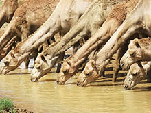 Paddy McHugh