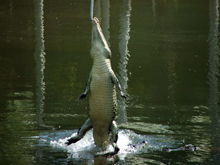 Crocs on show