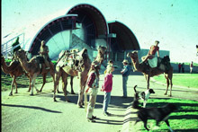 Camels on long road