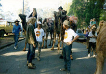 Camels on long road